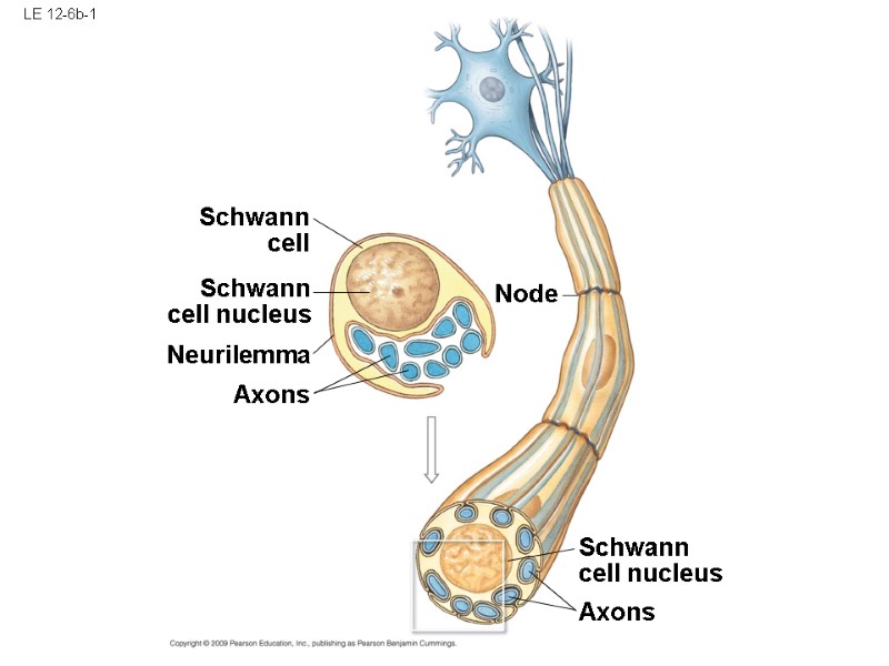 LE 12-6b-1 Schwann cell Schwann cell nucleus Axons Schwann cell nucleus Neurilemma Axons Node